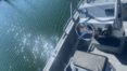 Concession Nautique Services la Rochelle - Vente et entretien bateau - Bateau professionnel 3D Tender PILOT 420